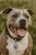 amstaff_dog_charm.jpg